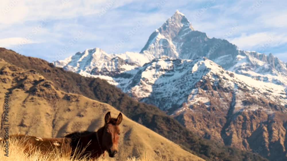 horse cattle in the himalayas horse cattle in the himalayas