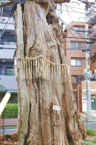 Bunkyo-ku, Tokyo, Japan, March 24, 2024.Mukunoki on Zenkoji Hill