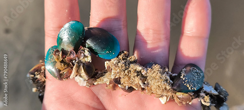 Small mussels live in nature.
