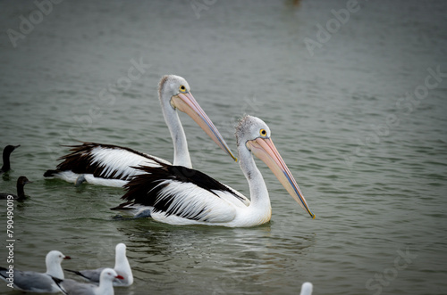 pelicans swimming in the water