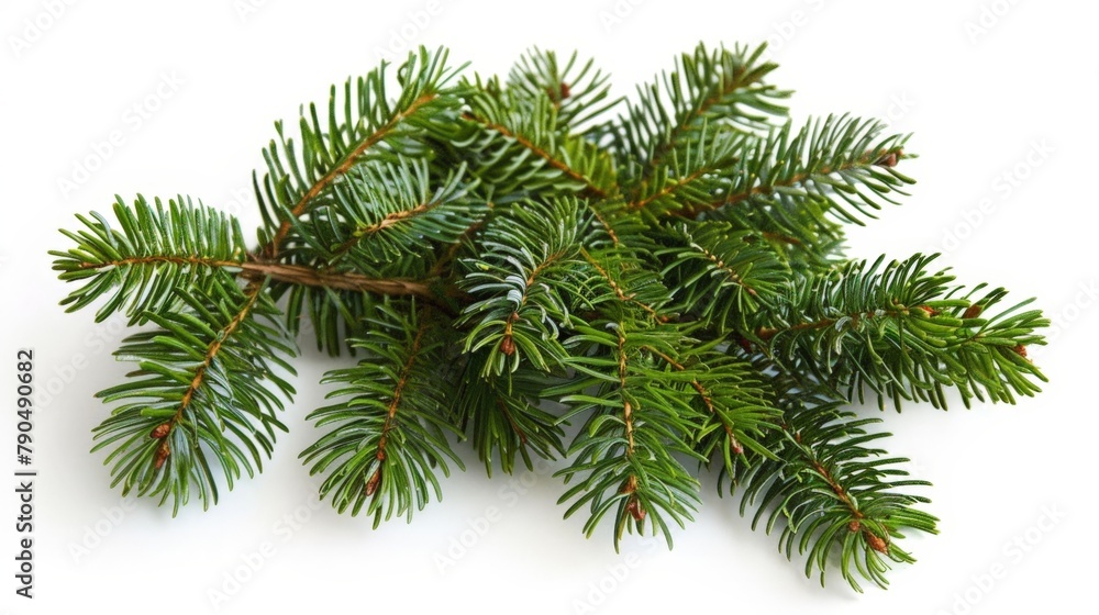 A pine tree branch close-up on white surface A pine tree branch close-up on white surface