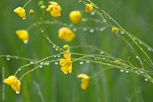 yellow wildflowers buttercups with raindrops on a field in the rain
