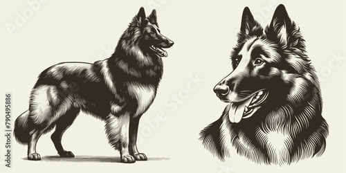 Belgian Shepherd dog illustration Set. Hand Drawn Pen and Ink. Vector Isolated in White. Engraving vintage style drawing for print, tattoo, t-shirt