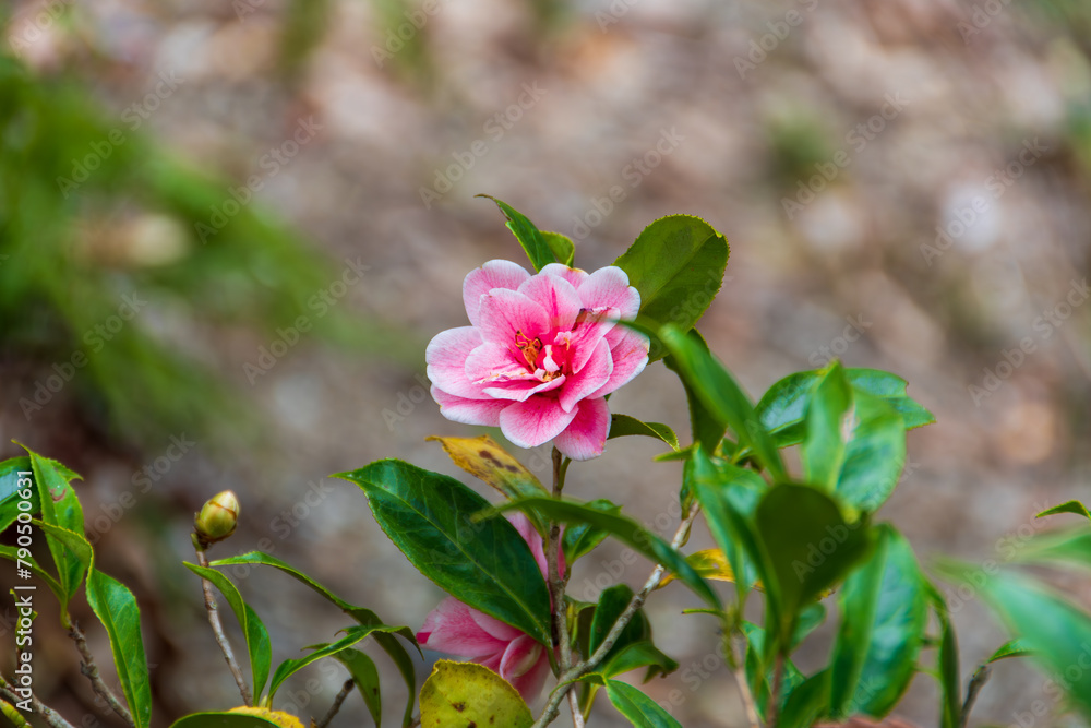 可憐なツバキの花 可憐なツバキの花