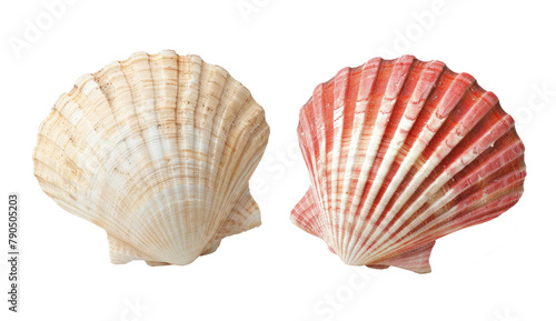 pink seashell isolated on transparent background cutout