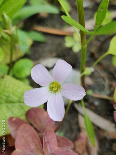 pink flower in the garden