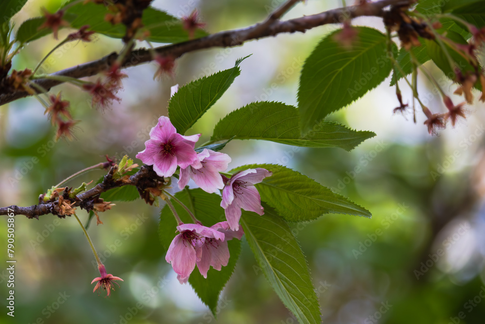 桜