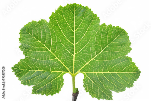 Big green leaf, with the veins and petioles clearly visible against a white background photo