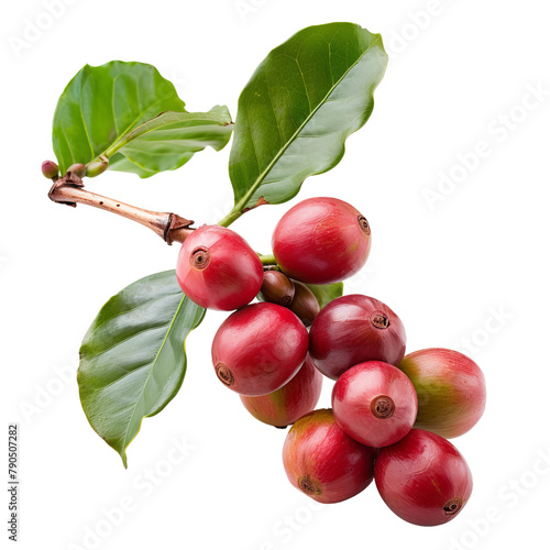 Natural Red Coffee Beans Isolated On White Background  photo