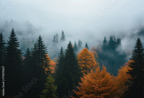 Mystical Autumn Fog in Black Forest Germany Enchanting Landscape with Rising Fog Autumnal Trees and