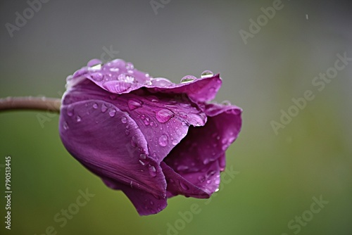 purple tulip with raindrops close-up