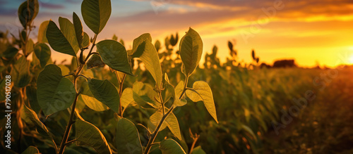 soybean field examining crop at sunset,