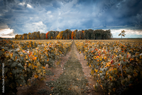 Down the center of the vineyard