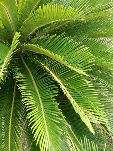 Cycas tree or Cycas palm  Cycad   Cycas revoluta Thun  . Feather-shaped leaves are arranged in dense alternations at tops of branches.