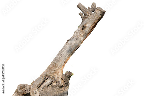 tree trunk isolated on white background  cut out 