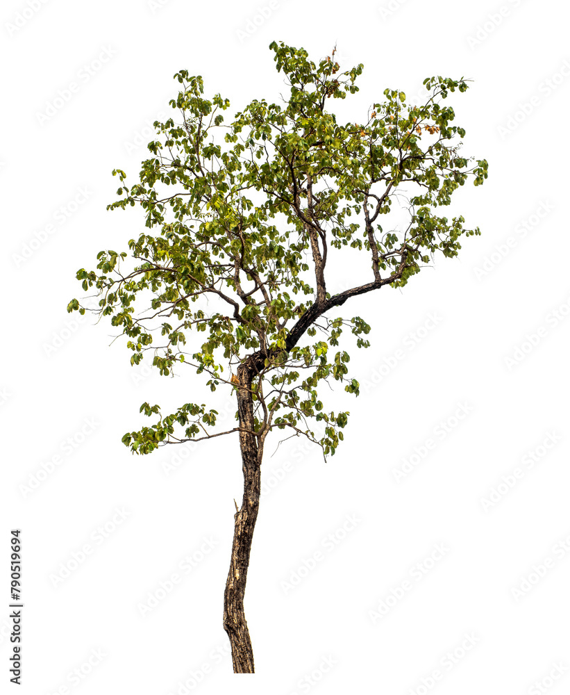 Green tree on transparent background with clipping path, single tree with clipping path and alpha channel Green tree on transparent background with clipping path, single tree with clipping path and alpha channel