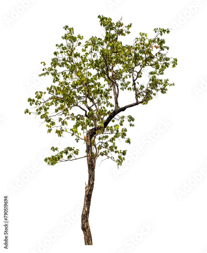 Green tree on transparent background with clipping path  single tree with clipping path and alpha channel
