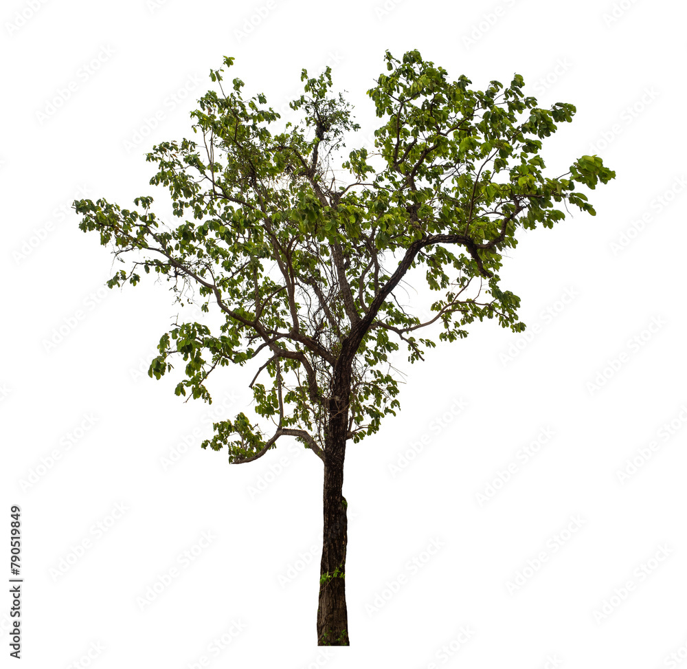 Green tree on transparent background with clipping path, single tree with clipping path and alpha channel Green tree on transparent background with clipping path, single tree with clipping path and alpha channel