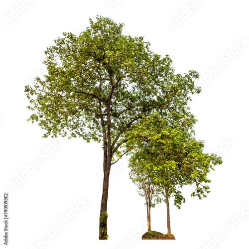 Green tree on transparent background with clipping path, single tree with clipping path and alpha channel