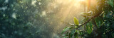 A sun shines through the leaves of a tree in the rain with drops of water on the leaves a