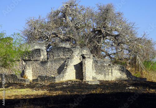 Large baobab tree growing amid medieval ruins on Kilwa Kisiwani island photo