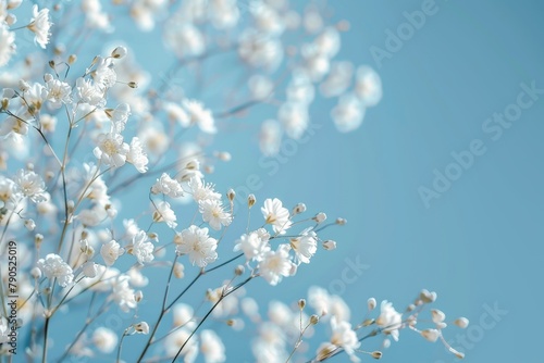 Closeup photo of little white baby's breath flowers on blue background. Tender floral wallpaper