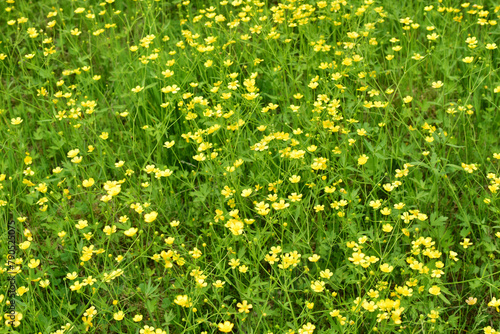 Wall Mural Acrid buttercup. A field with small yellow flowers.