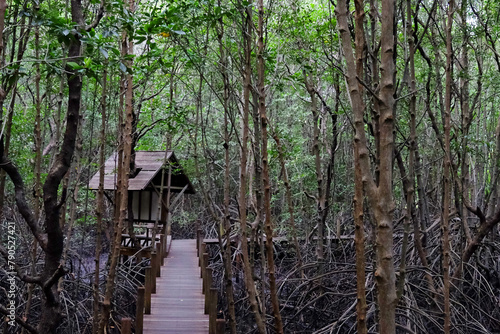 Wooden bridge walkway in Crabapple Mangrove of Mangrove Forest in Thailand