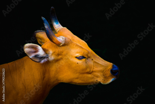 head of banteng with dark background photo