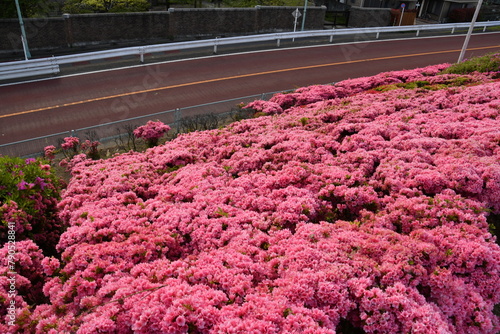 江戸川堤防線沿い土手のツツジ