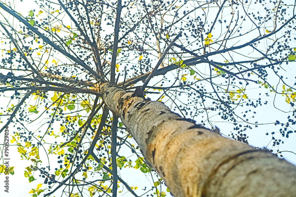 Fototapeta premium tree in the park