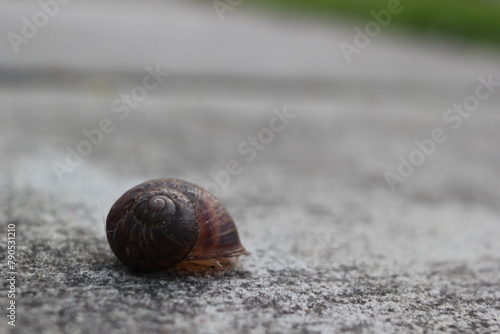 Snail Curled up on the Footpath