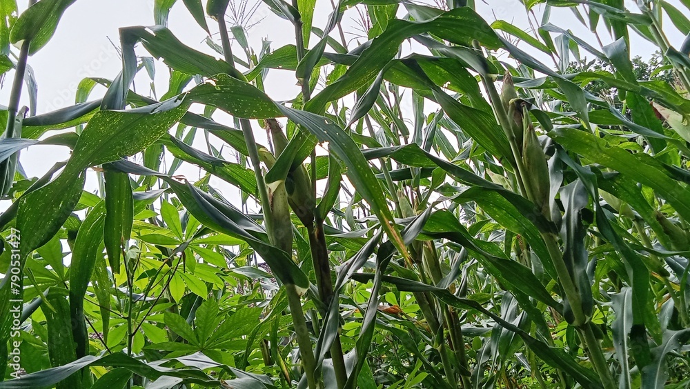 Production of corn plants that are still green is good food security for the community