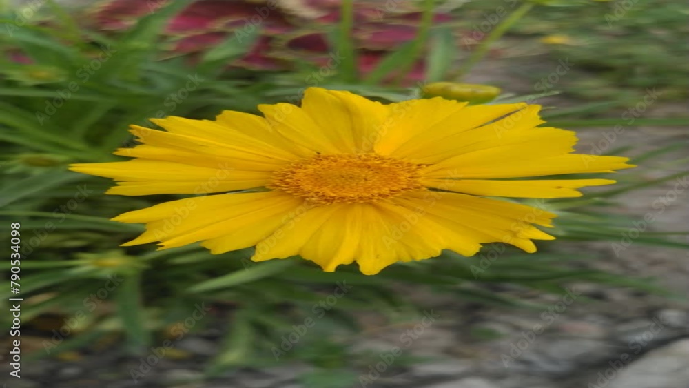 yellow flower yellow flower