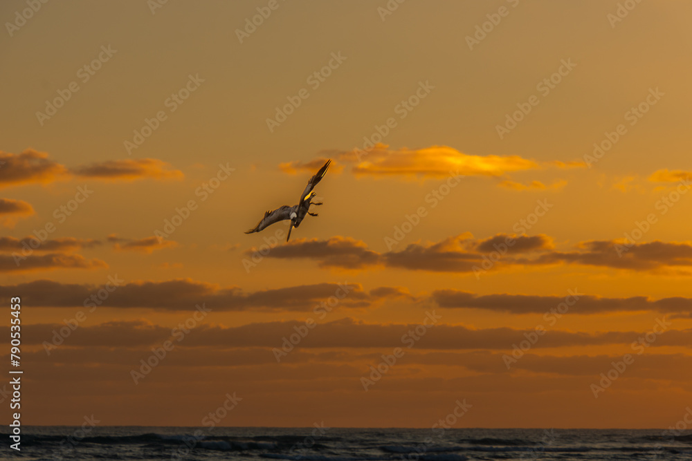 Pelican flying over the Atlantic at sunrise near a beach in Punta Cana in the Dominican Republic Pelican flying over the Atlantic at sunrise near a beach in Punta Cana in the Dominican Republic