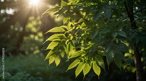 tree foliage in beautiful morning light with sunlight in summer  Generative.AI 
