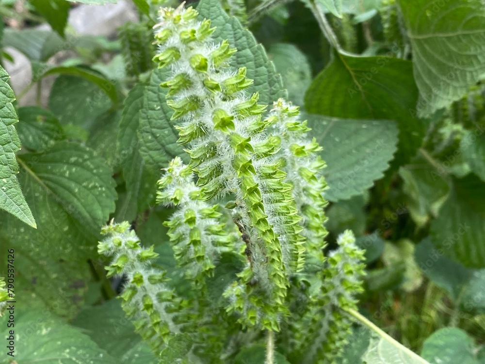 Naklejka premium nature,insects,bug,plant,green,hill,