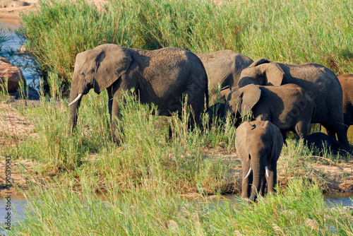 Herd of African elephants (Loxodonta africana) in natural habitat, Kruger National Park, South Africa.