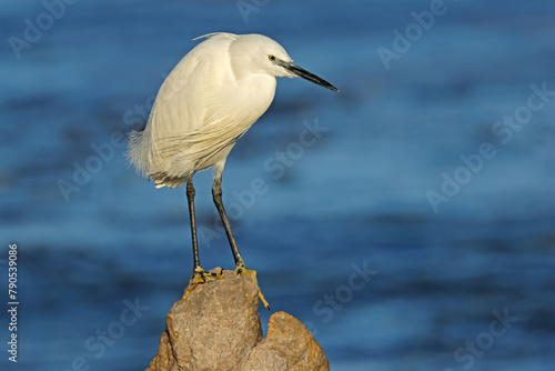 A little egret (Egretta garzetta) perched on a rock, South Africa.