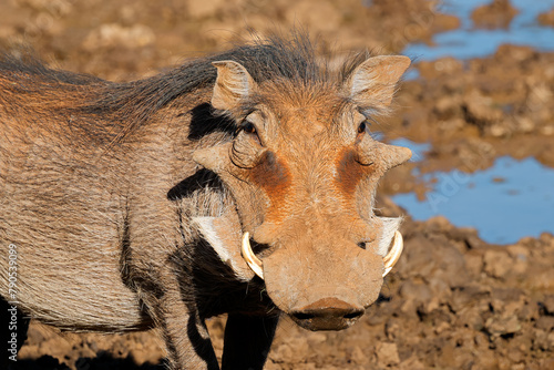 Portrait of a large male warthog (Phacochoerus Africans), Mokala National Park, South Africa.
