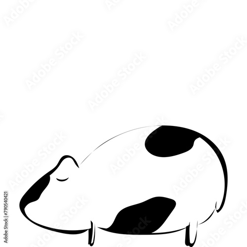Meerschweinchen 