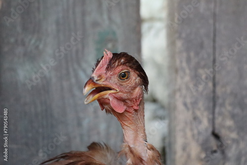 Close up of a Chicken from the Galliformes family with its beak open