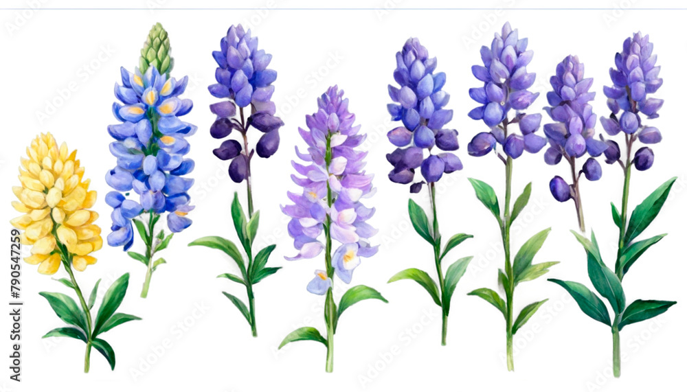 Obraz premium flowers isolated on white background