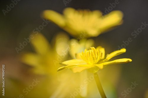 Spring, Spring grass, spring buttercup, Ficaria verna Huds - a species of perennial plant from the buttercup family.	