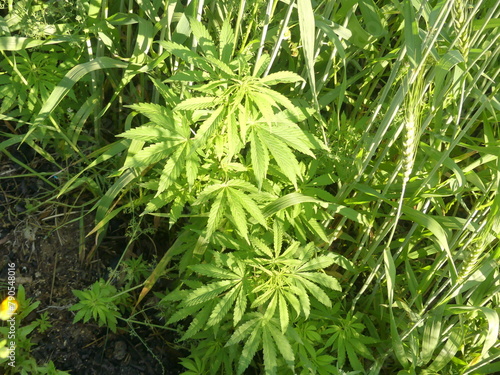 Cannabis, marijuana plant photo