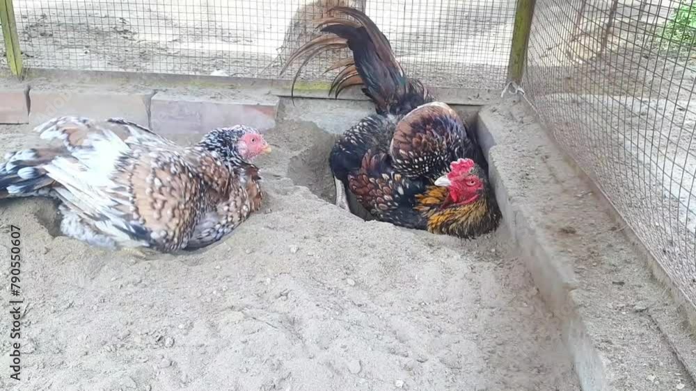 Aseel Rooster and hens bathe in sand. The rooster is dusting himself ...