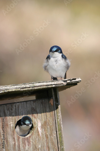 Tree swallows at a birdhouse during a spring season at the Pitt River Dike Scenic Point in Pitt Meadows, British Columbia, Canada