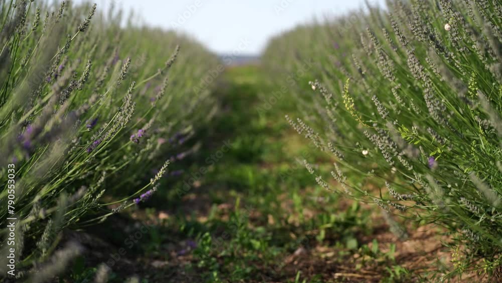 Lavandin starting to bloom in field. Growing lavandin for aroma materials, oils Lavandin starting to bloom in field. Growing lavandin for aroma materials, oils