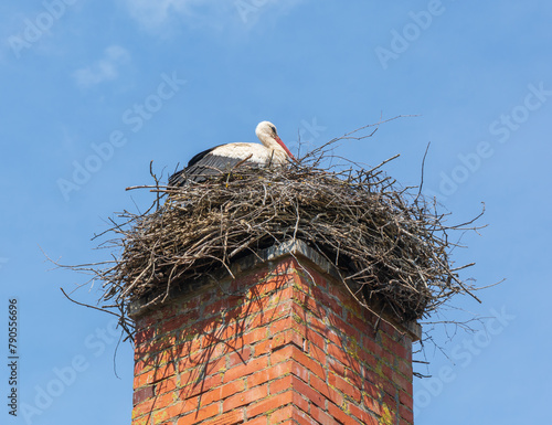 Stork in the nest.