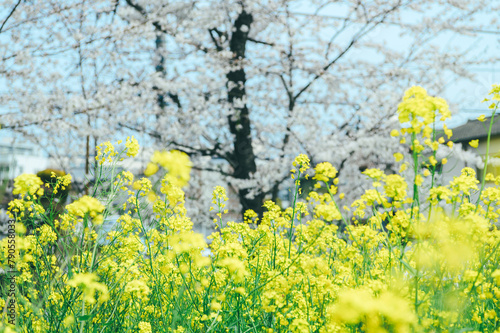 桜と菜の花　フィルム写真